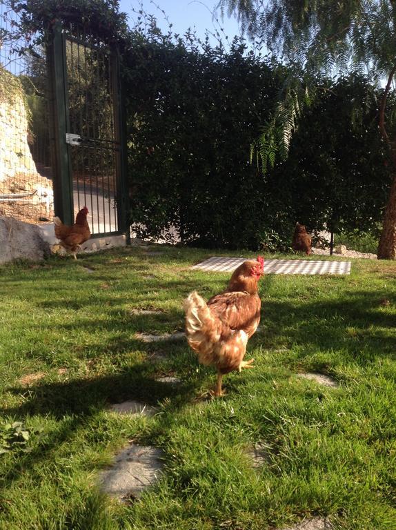 Agriturismo da Luì Bordighera Esterno foto